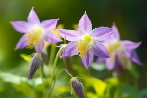 10 Flowers That Represent Honesty: Truthful Blooms.